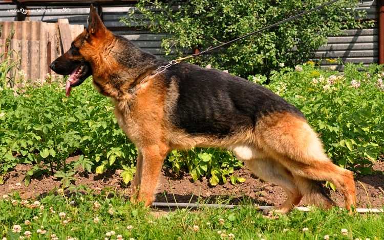 List aus Garten Sigmar | German Shepherd Dog 