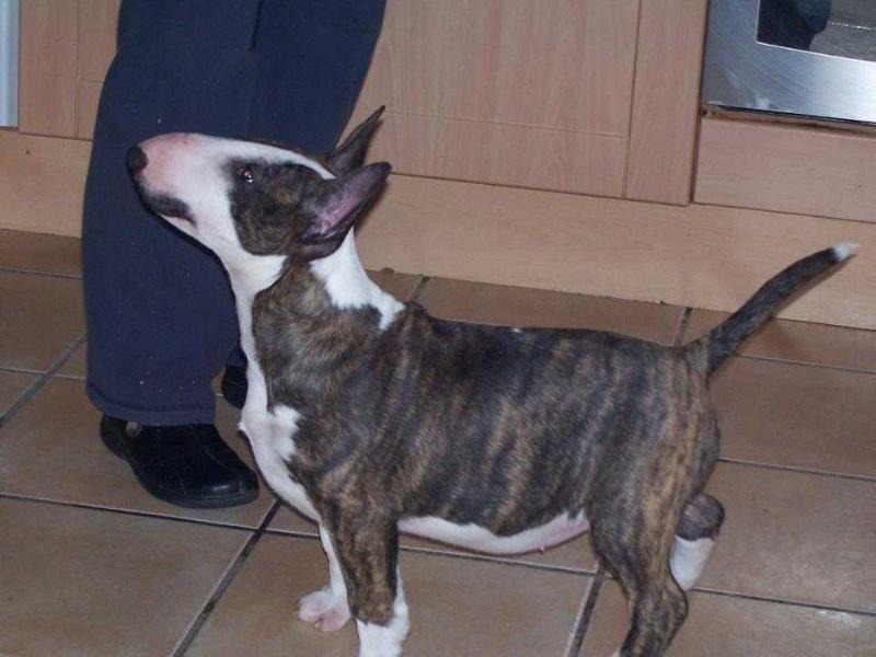 Tyebar Moon Shadow | Bull Terrier 