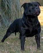 LACKYLE TAISCEALADAI DUBH | Staffordshire Bull Terrier 