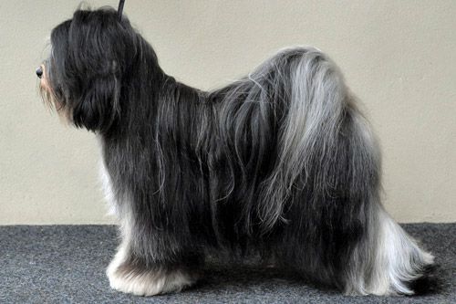 FALAMANDUS NOT FOR SALE | Tibetan Terrier 