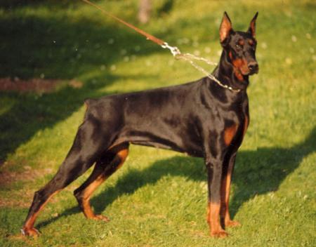 Itaca de la Ripuaria | Black Doberman Pinscher