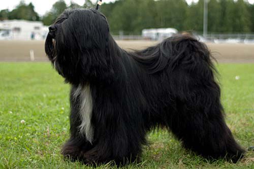 FALAMANDUS LE PETIT PRINCE | Tibetan Terrier 