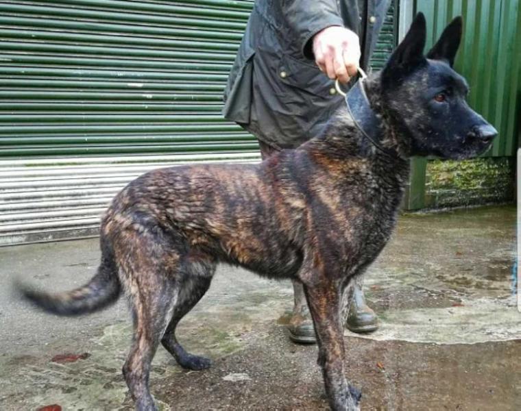 Curzon Von Tazer | Dutch Shepherd 