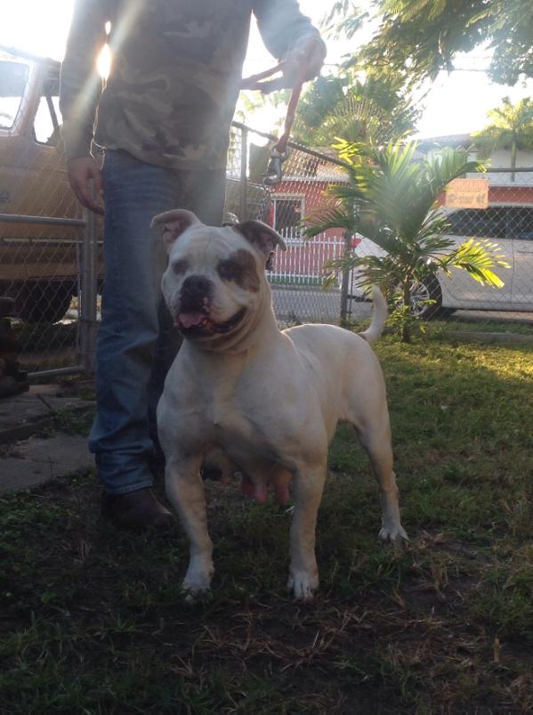 BullyBred ABs Sweet -N- Low | American Bulldog 