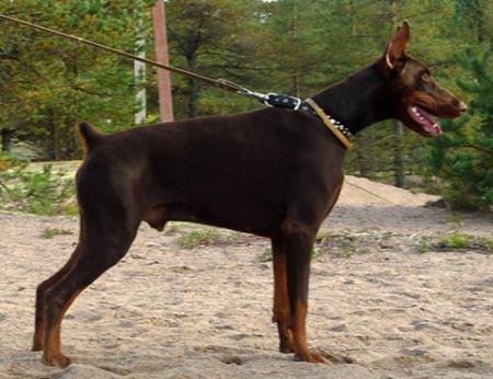 Modus Ost Seven Seas | Brown Doberman Pinscher