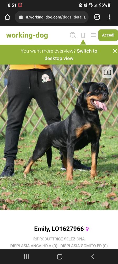 Emily, LO1627966 | Rottweiler 