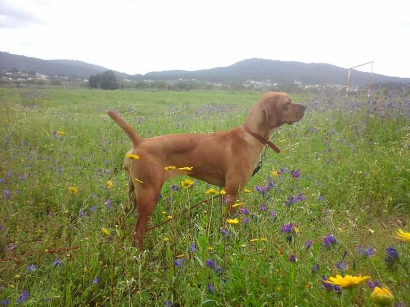 Malagueta da Porta do Olival | Portuguese Pointer 