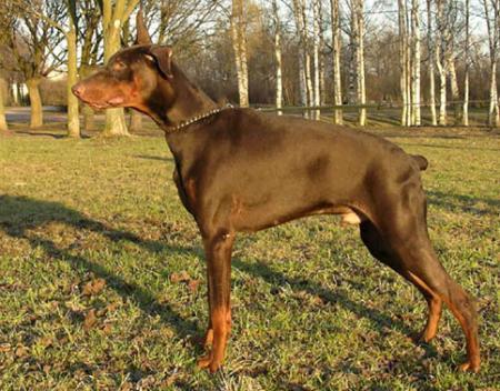 Modus Ost Solar Sniper | Brown Doberman Pinscher