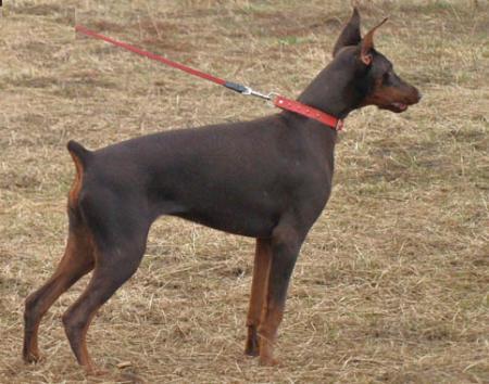 Modus Ost Siberia Snow | Brown Doberman Pinscher