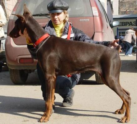 Modus Ost Spectra Serafima | Brown Doberman Pinscher