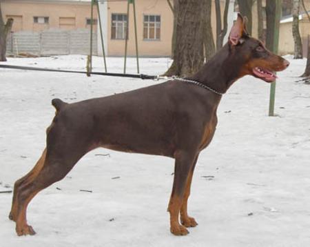 Modus Ost Sun Speranza | Brown Doberman Pinscher