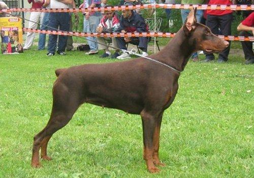 Ameli Georgie Skilos | Brown Doberman Pinscher