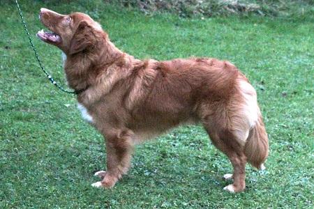 Abacot Into The Unknown | Nova Scotia Duck Tolling Retriever 