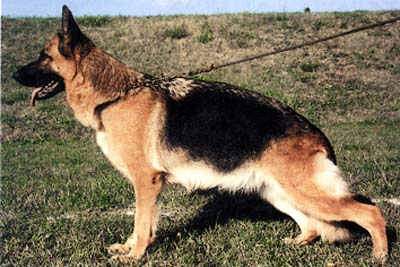 Indiana du Val D'Anzin | German Shepherd Dog 