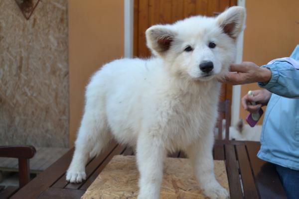 Luana de Blindete | White Swiss Shepherd Dog 