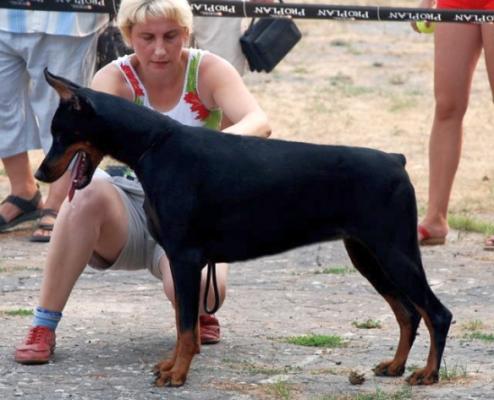 Lena Latifah v. Turmhaus | Black Doberman Pinscher