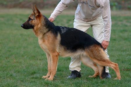 VICKI of Hwarang | German Shepherd Dog 