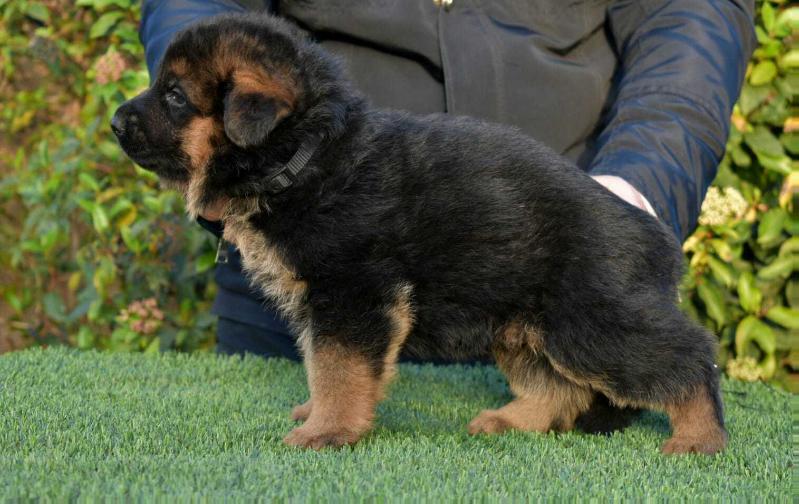 Ares de Los Nazaries | German Shepherd Dog 
