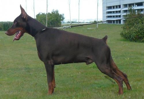 Lord Lothar v. Turmhaus | Brown Doberman Pinscher