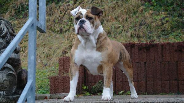 GayaBull's Isha | Olde English Bulldogge 