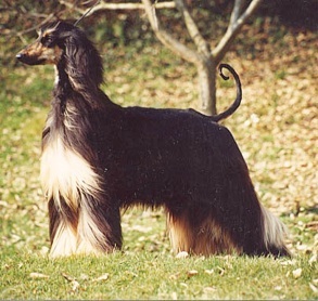 Kouros My Way | Afghan Hound 