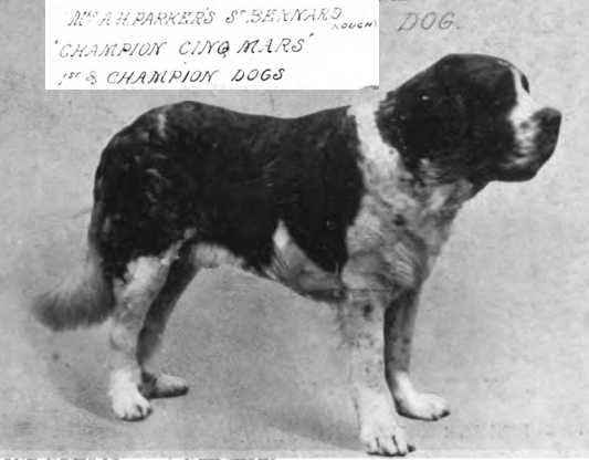 Cing Mars | Saint Bernard 