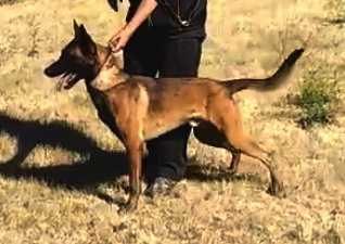 Rex IV | Belgian Malinois 