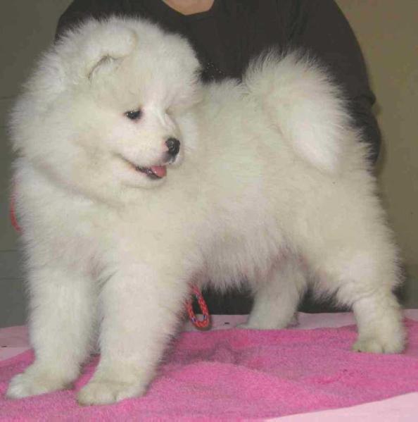 DAHLILA HONEY The Glow of the Snowy Star | Samoyed 