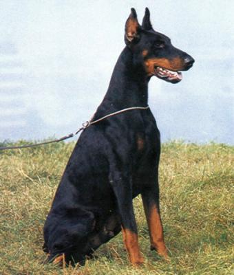 Ogami di Campovalano | Black Doberman Pinscher