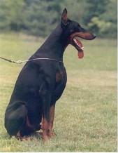 Funnyboy dei Nobili Nati | Black Doberman Pinscher