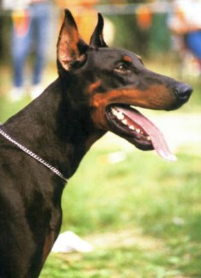 Quares della Ripuaria | Black Doberman Pinscher