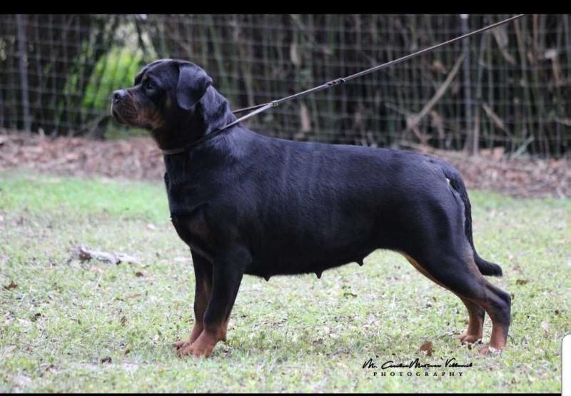 Ian vd Dreamweaver | Rottweiler 