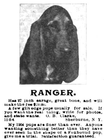Ranger (~1904) | American Foxhound 