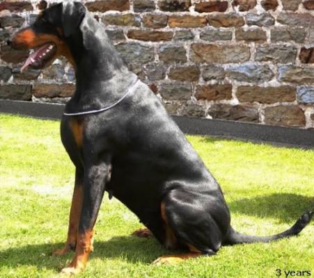 Dinah v. 't Genebos | Black Doberman Pinscher