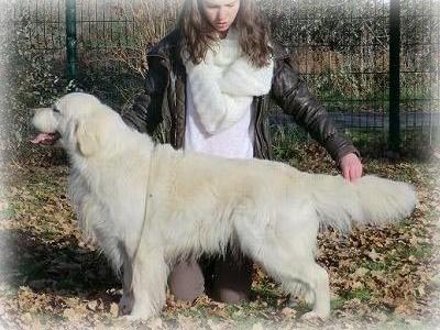 Mellowfield's Cyrius | Golden Retriever 