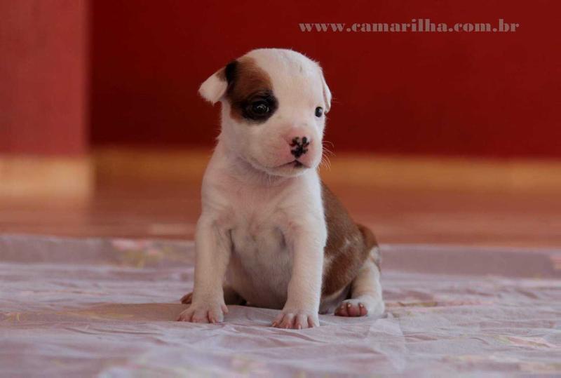 Amstaff camarilha Connie Corleone | American Staffordshire Terrier 