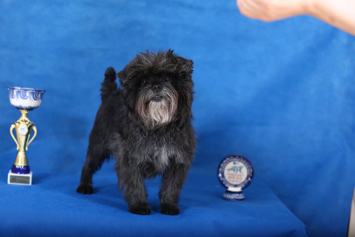 Rosara Rock N Roll At Ingerdorm | Affenpinscher 