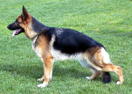 Gildewangen`s Vicktoria 1 | German Shepherd Dog 