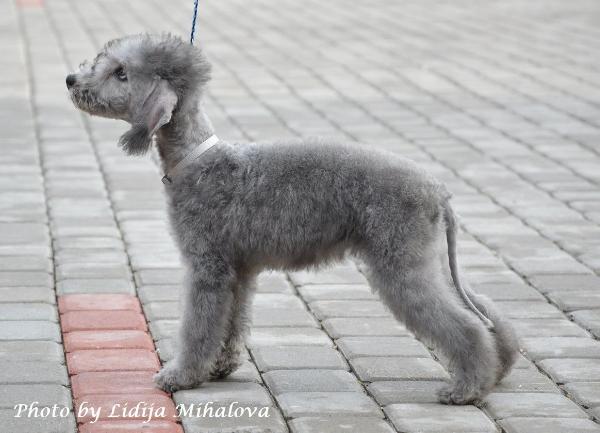 Gypsy Princesse Terra Latgale | Bedlington Terrier 