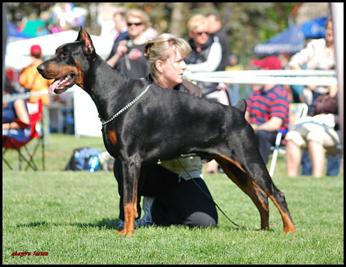Ellington Elliot z Innej Bajki | Black Doberman Pinscher