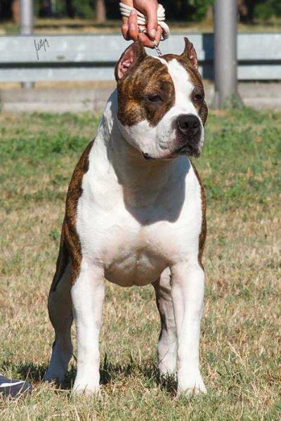 Wild West's Cheyenne | American Staffordshire Terrier 
