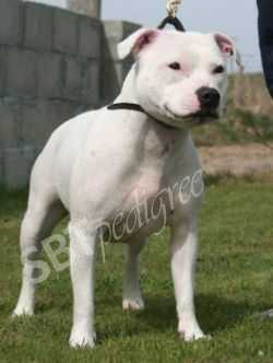 Blazinstaff Flames Desire | Staffordshire Bull Terrier 