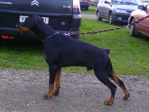 Eston Esquire z Innej Bajki | Black Doberman Pinscher