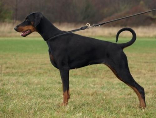 Yacheero's Black Orchidea | Black Doberman Pinscher