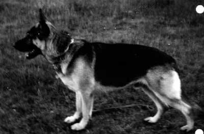 Lord von Bimöhlen | German Shepherd Dog 