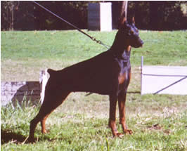 Zena Zephirin del Littorio | Black Doberman Pinscher