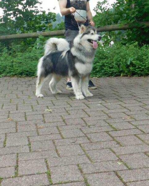 Xtra-Wish Vasilyev Ostrov | Alaskan Malamute 