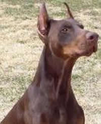 Edelgraf del Littorio | Brown Doberman Pinscher