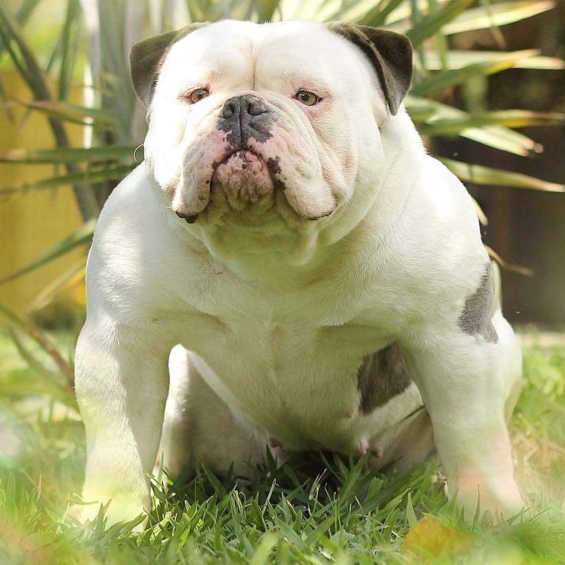 SunshineBulls' Anima | Olde English Bulldogge 