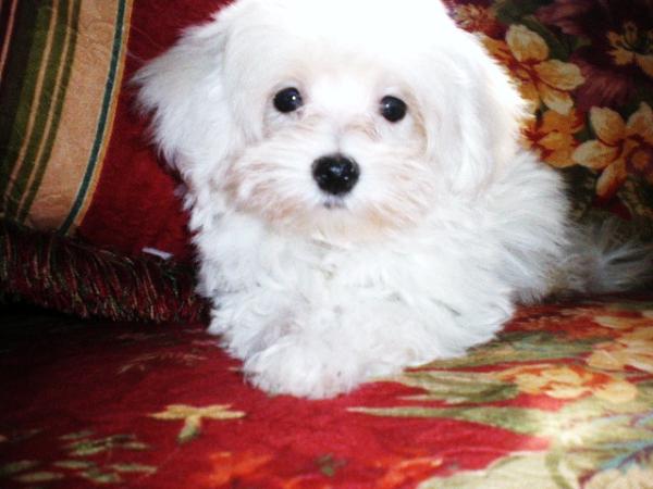 Rudy Tootie Mull | Maltese 